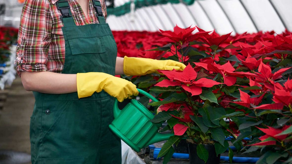 Poinsettia