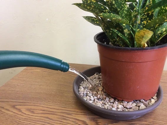 How to Make a Pebble Tray for Plants