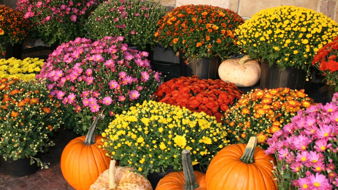 Pumpkins and Mums