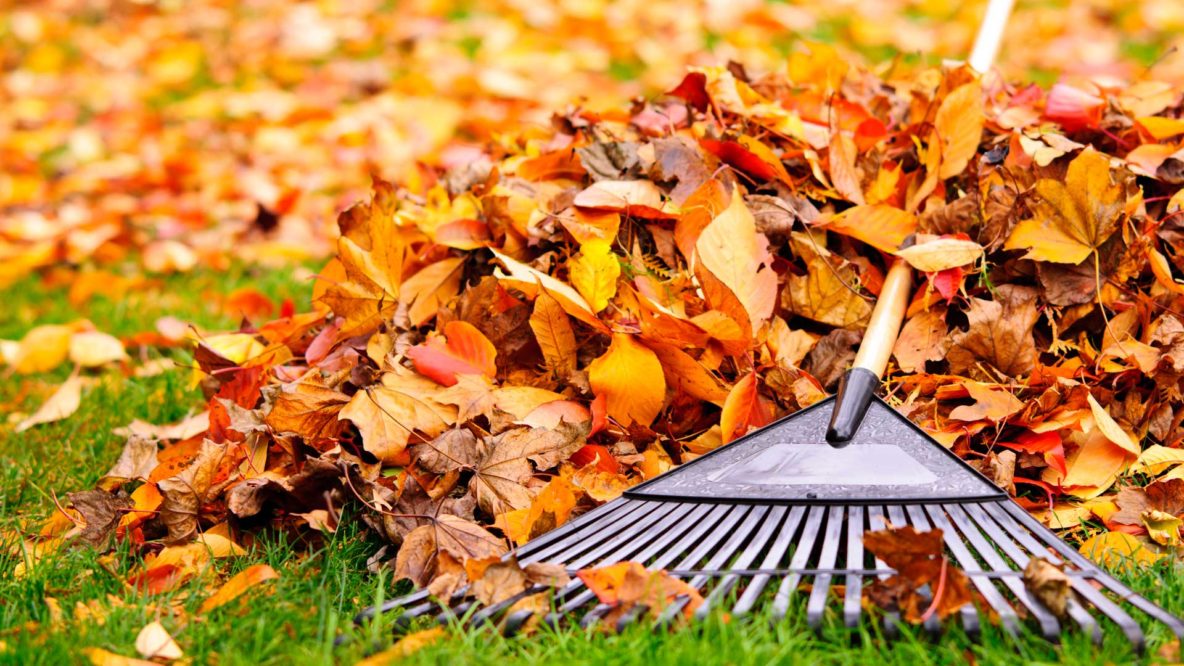 Rake Leaves