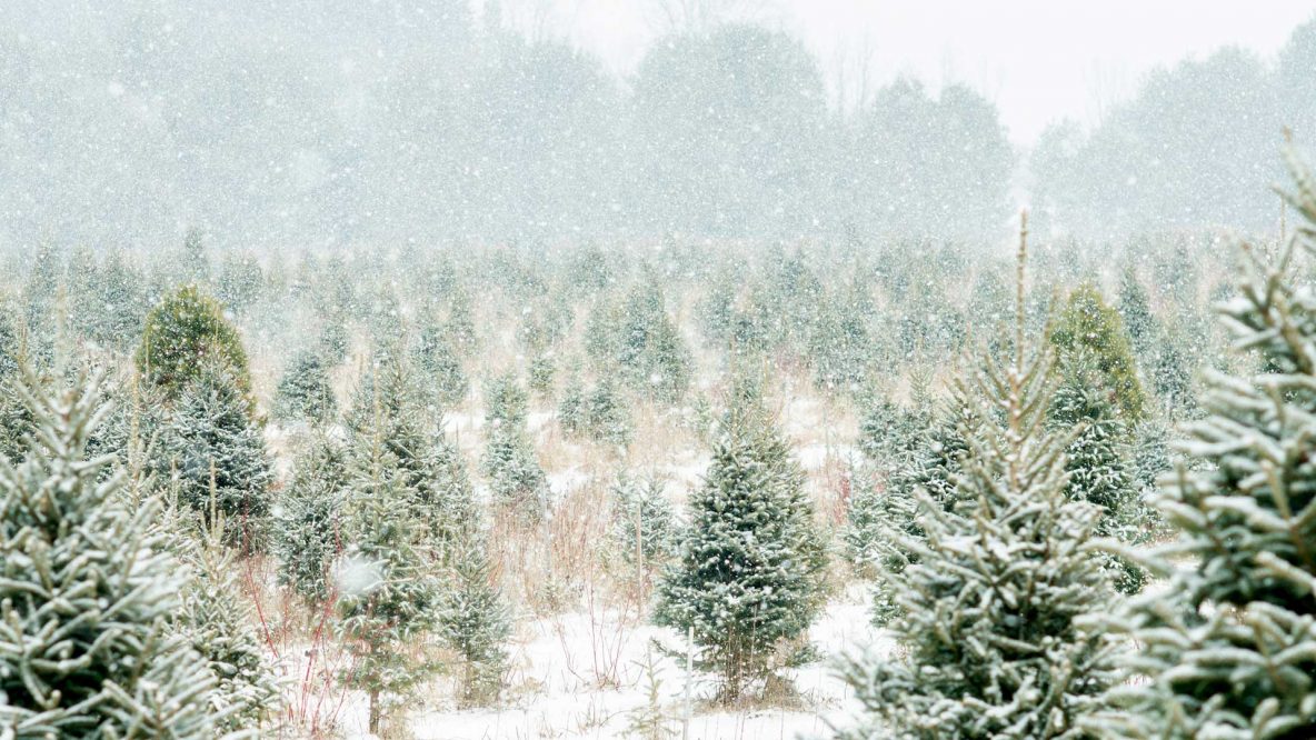 Christmas tress in snow