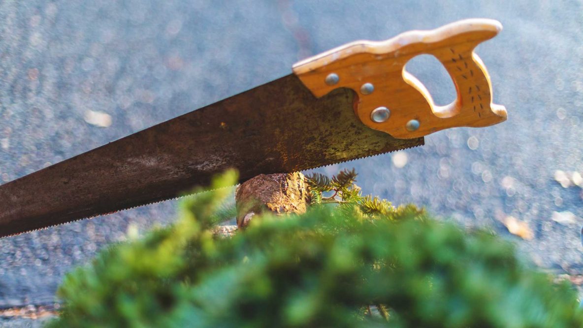 Tree cut by saw