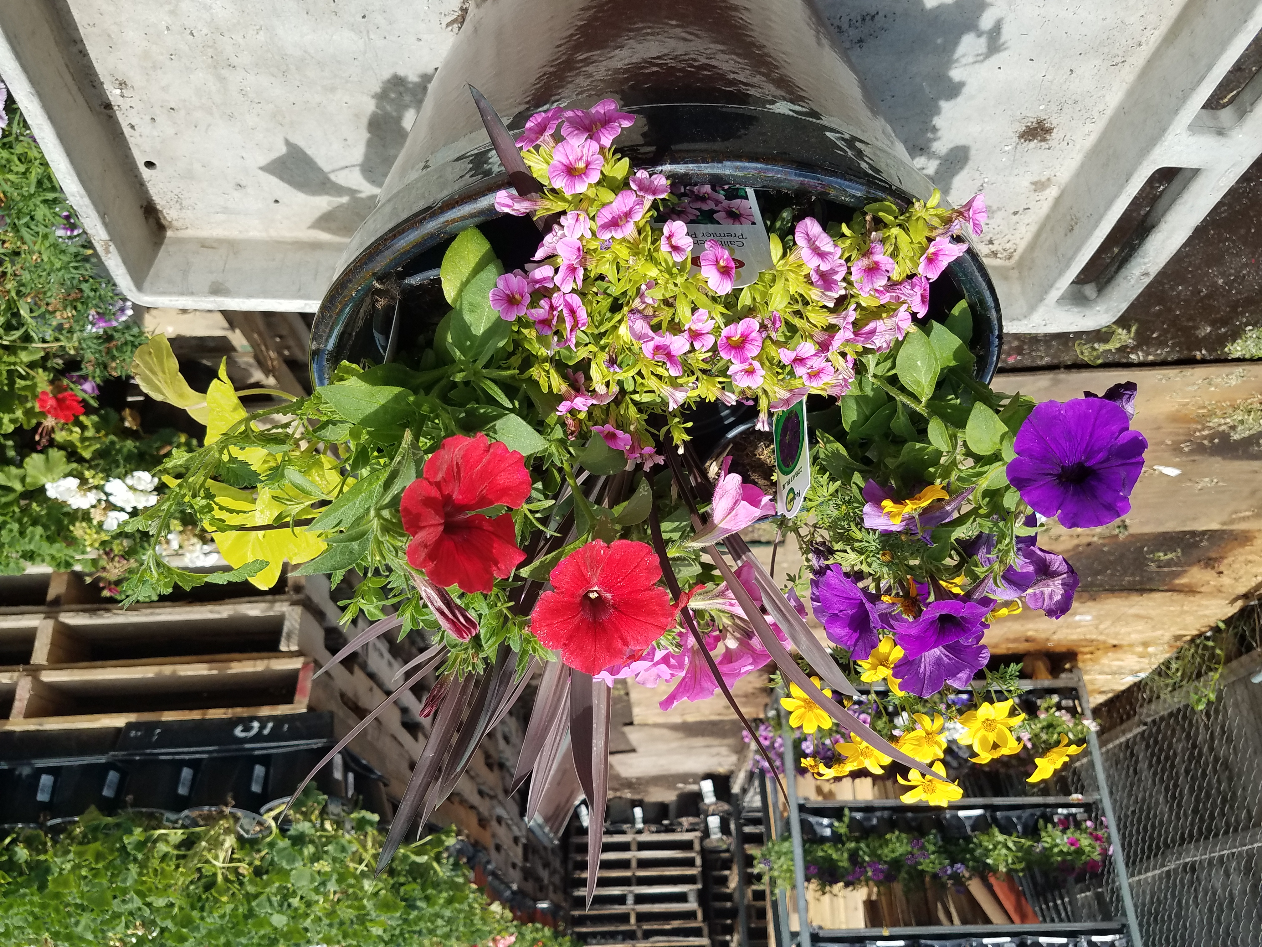 Thriller, Filler and Spiller Plants for Your Container Garden - The Home  Depot