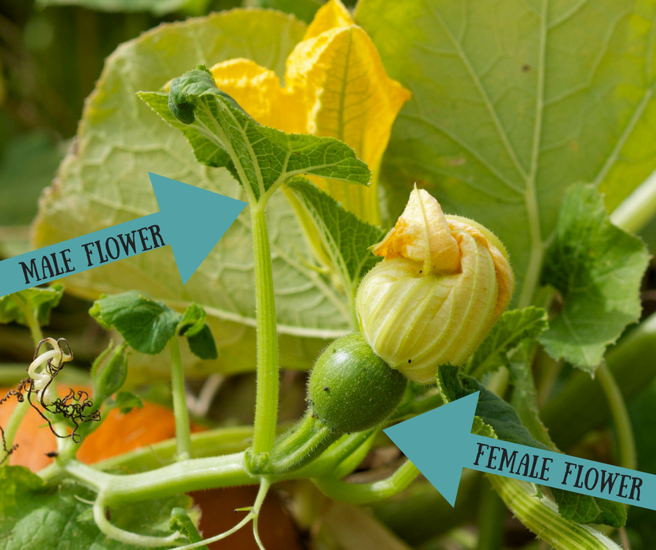 Ask A Gardener Pumpkin Flowers O