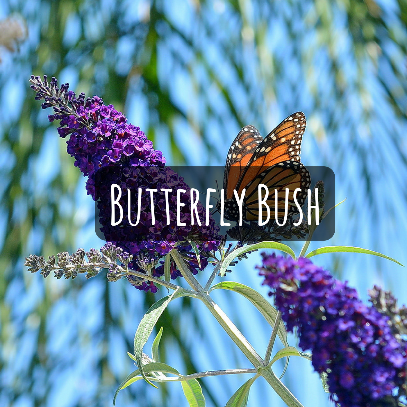 Butterfly Bush as Cut Flowers? They last for weeks and are lovely.