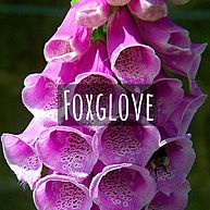 Foxglove