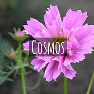 Cosmos