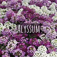 Alyssum