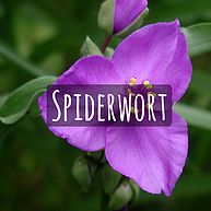 Spiderwort