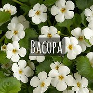 Bacopa