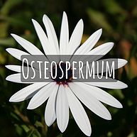 Osteospermum