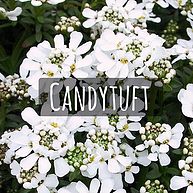 Candytuft