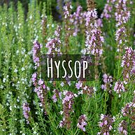 Hyssop