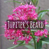 Juniper's Beard