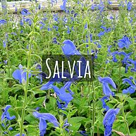 Salvia