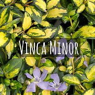 Vinca Minor