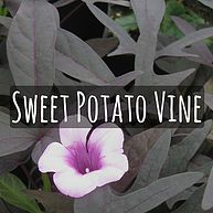 Sweet Potato Vine