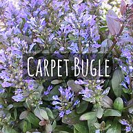 Carpet Bugle