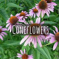 Coneflowers
