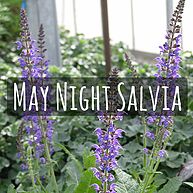 May Night Salvia