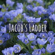 Jacob's Ladder