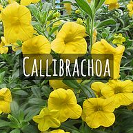 Callibrachoa