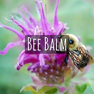 Bee Balm