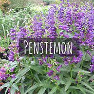 Penstemon