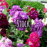 Stock