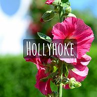 Hollyhoke