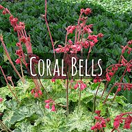 Coral Bells