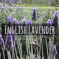 English Lavender