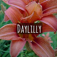 Daylilly