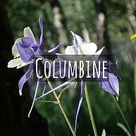 Columbine