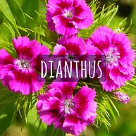 Dianthus