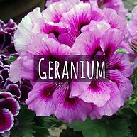 Geranium