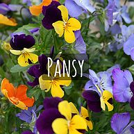 Pansy