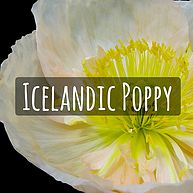 Icelandic Poppy