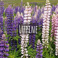 Lupines