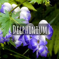 Delphinium