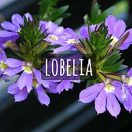 Lobelia