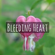 Bleeding Heart