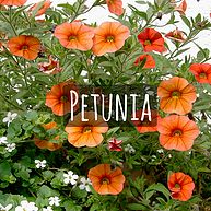 Petunia