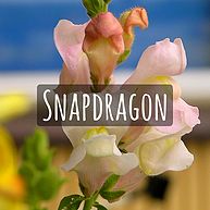 Snapdragon