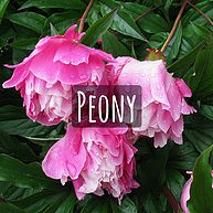 Peony