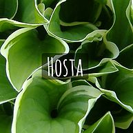 Hosta