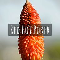 Red Hot Poker