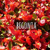 Begonia