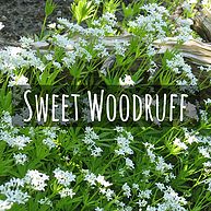 Sweet Woodruff