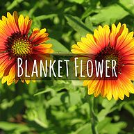Blanket Flower